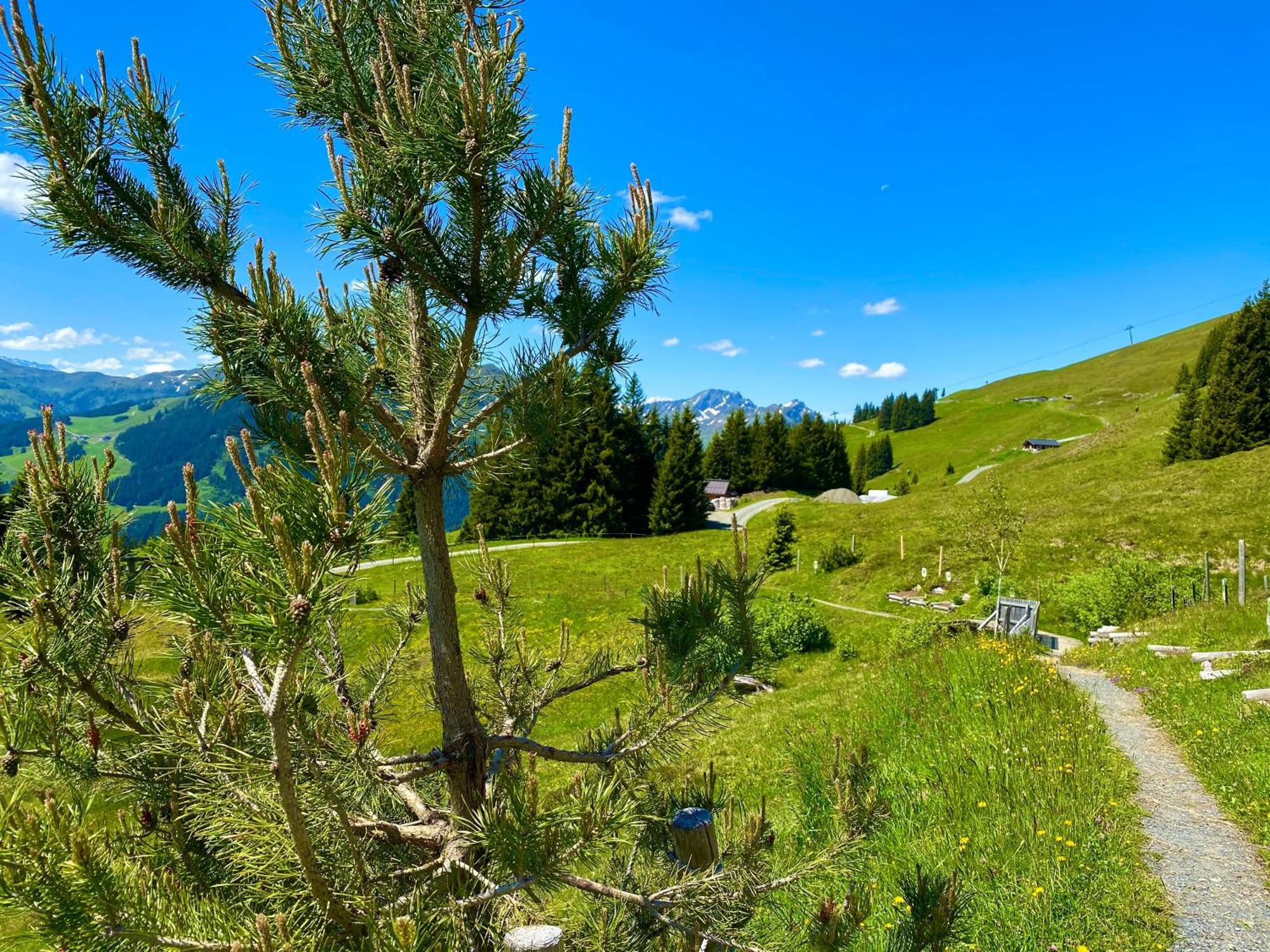 Alm Seasons Premium Chalet & Studios Saalbach-Hinterglemm Dış mekan fotoğraf